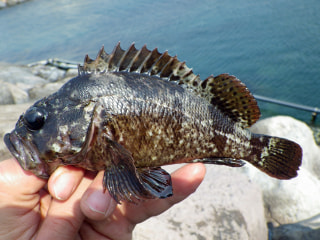 釣り博士の旬の魚「ムラソイ」