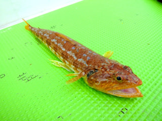 釣り博士の旬の魚「エソ」