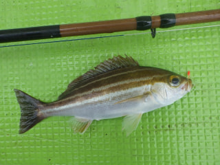 釣り博士のマメ知識「イサキ」