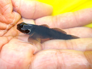 釣り博士のおかっパリ釣りガイド「大磯港」