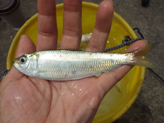 釣り博士の旬の魚「サッパ」