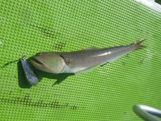 和竿で釣るカワハギの会