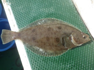 釣り博士の旬の魚「ムシガレイ」