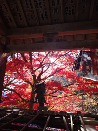 マンゴー隊「今週のアウトドア報告」