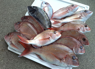 マンゴー隊「今週のアウトドア報告」