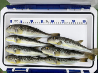 初心者でもチャレンジできる釣り「ショウサイフグ釣り」①