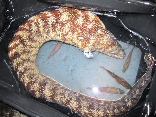 釣り博士のマメ知識「ウツボ」