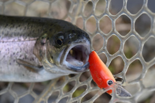 初心者にオススメの釣り「エリアトラウト」②