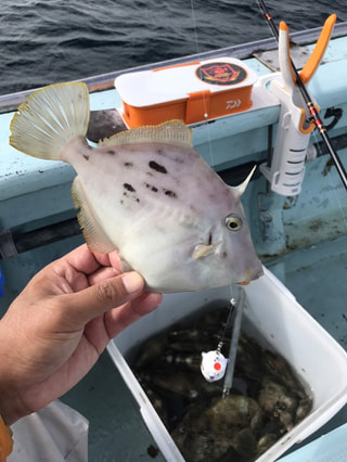 初心者にオススメの釣り「カワハギ」②