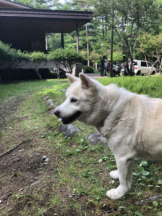 マンゴー隊「今週の報告」
