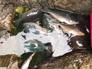 旬のお魚クイズ「メジナ」③