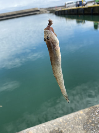 初心者におすすめの釣り「ハゼ釣り③」