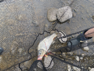 初心者におすすめの釣り「相模川でのコイ釣り③」