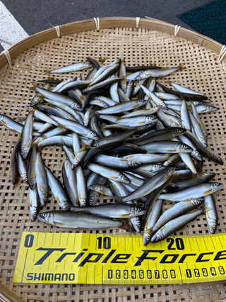初心者にオススメの釣り「鮎の毛バリ釣り」③