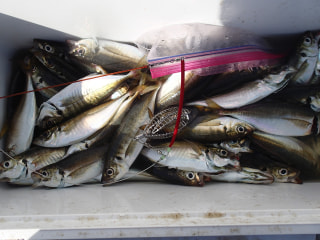 初心者にオススメの釣り「ライトアジ」②