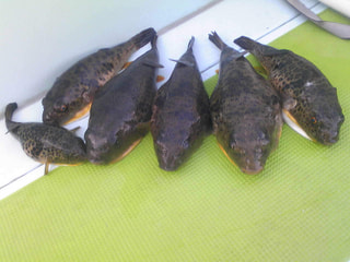 マンゴー隊「今週の釣結果報告」
