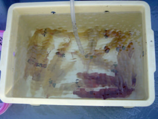 マンゴー隊「今週の釣果報告」