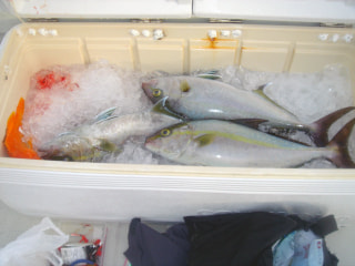 釣り博士の旬の魚「カンパチ」