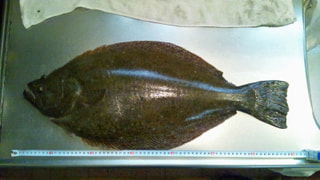 マンゴー隊「今週の釣果報告」