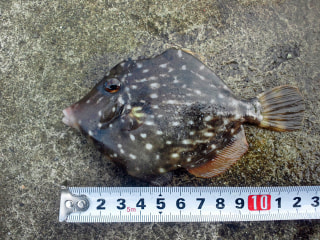 マンゴー隊「今週の釣果報告」
