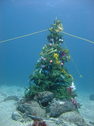 海の中からメリークリスマス！！