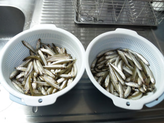 マンゴー隊「今週の釣果報告」