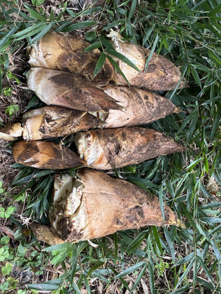 マンゴー隊「今週のアウトドア報告」