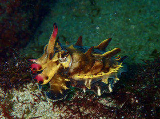 マンゴー隊「今週のアウトドア報告」