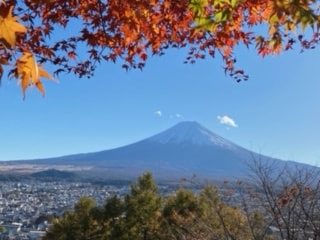 マンゴー隊「今週の報告」