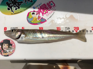 初心者にオススメの釣り「シロギス釣り」②