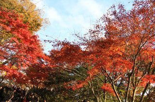 紅葉トレッキング