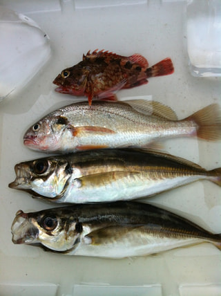マンゴー隊「今週の釣果報告」