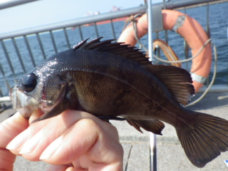 東扇島西公園でエビ撒き釣り