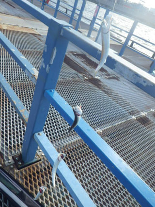 本牧海釣り施設でサッパを狙う！