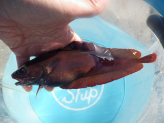 釣り博士の旬の魚「エゾイソアイナメ」
