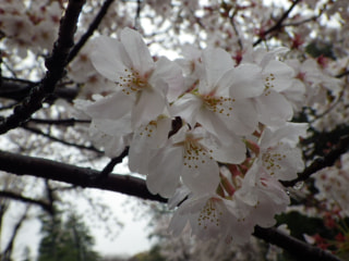 東京：駒沢公園の開花状況（ほぼ毎日更新予定）