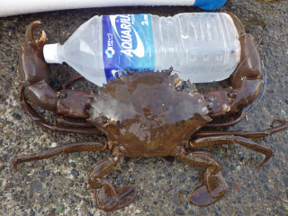 江ノ島カニ釣り紀行