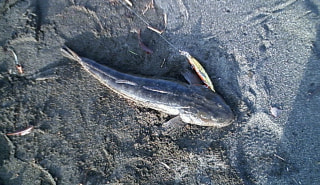 今週の釣果報告