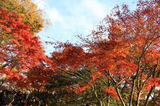 オススメ紅葉トレッキング