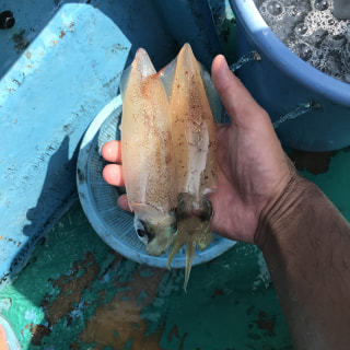 旬のお魚クイズ「マルイカ」②