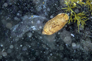 釣り博士の旬の魚「マツダイ」