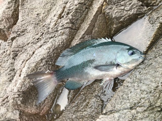 初心者にオススメの釣り「海釣り公園」③