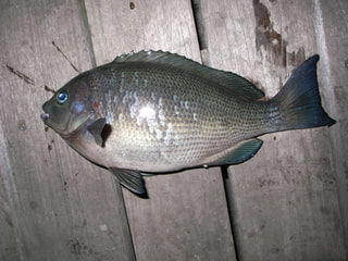 釣り博士の旬の魚「メジナ」