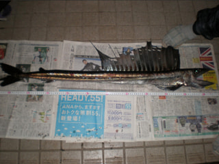 マンゴー隊「今週の釣果報告」