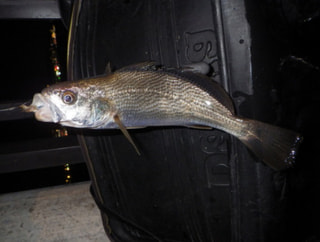 釣り博士の旬の魚「ニベ」