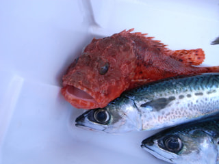 釣り博士の旬の魚「オニカサゴ」