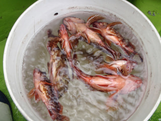 マンゴー隊「釣果報告」