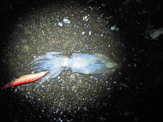 釣り博士のマメ知識「ヒイカ」