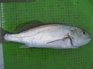 釣り博士の旬の魚「イシモチ」