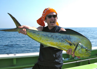 釣り博士の旬の魚「シイラ」